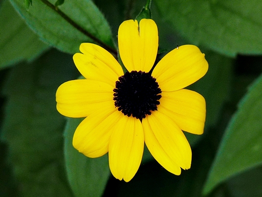 {Rudbeckia subtomentosa}